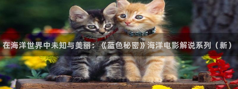 亲爱的妈妈5西瓜影院：在海洋世界中未知与美丽：《蓝色秘密》海洋电影解说系列（新）