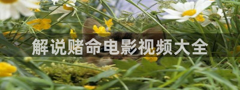 山东2k西瓜
